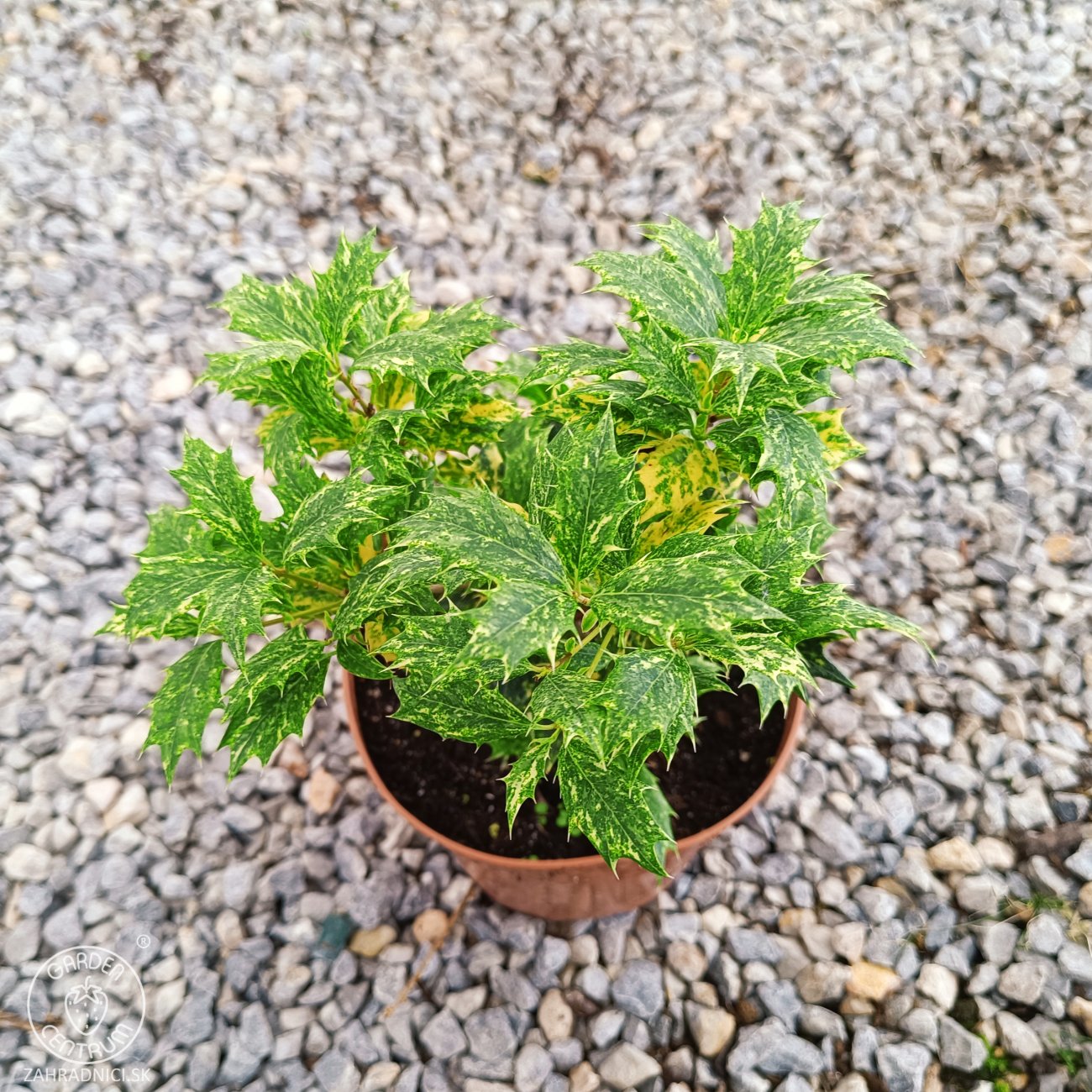 Obrázok Osmant rôznolistý (Osmanthus heterophyllus) ‘TRICOLOR’ - výška 20-30 ks, kont. C2L